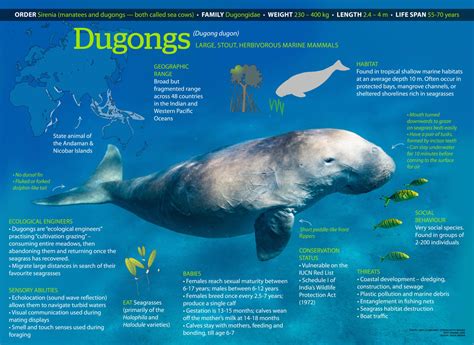 All About the Dugong .
